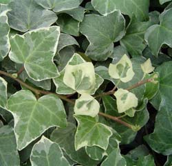 Lierre commun 'Glacier' / Hedera helix Glacier